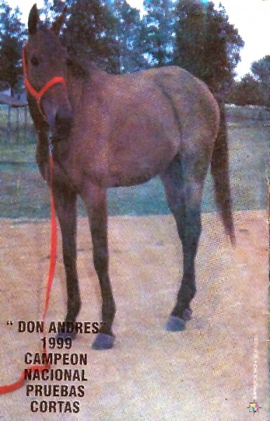 Don Andres